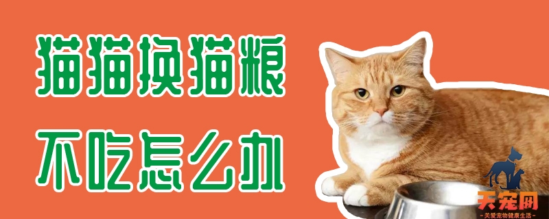 猫猫换猫粮不吃怎么办