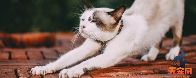 猫胸前有个骨头很突出 猫身体骨骼的结构你都没弄过明白吗