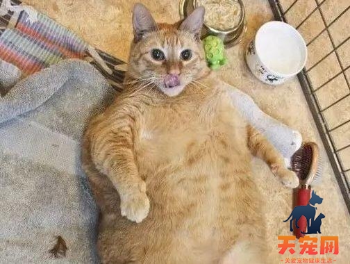 橘猫为什么不发腮 营养不均衡