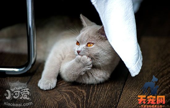猫绝育的最佳年龄 你家猫到绝育年龄了吗