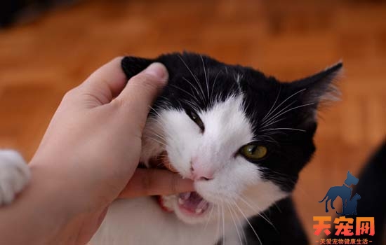 猫嘴流粘液是什么病