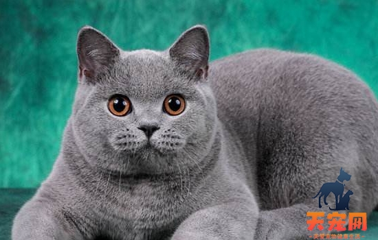 英国短毛猫怎么才能长的胖一些? 胖真的是好事吗？