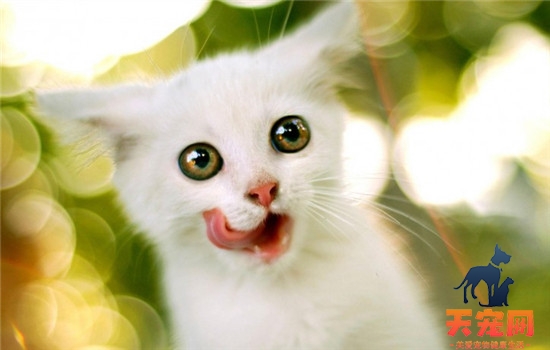 猫不吃饭是怎么了 猫咪不爱吃饭的原因你知道吗