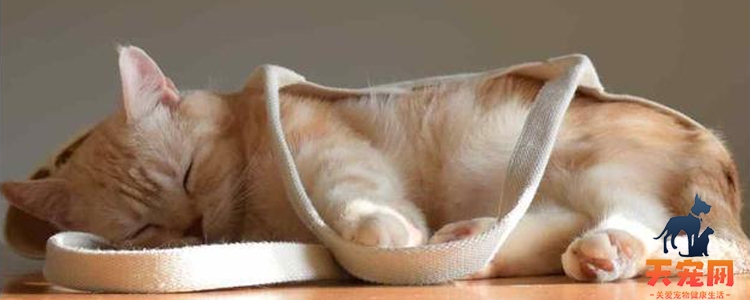 猫睡觉会做梦吗 它们真正要睡多久？