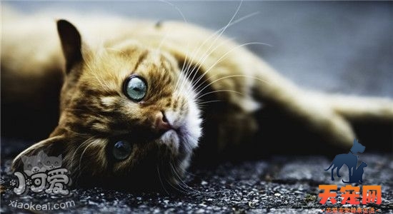什么是耳螨 如何辨别猫咪是否得了耳螨