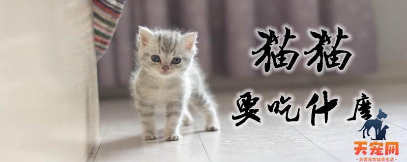 猫猫要吃什么