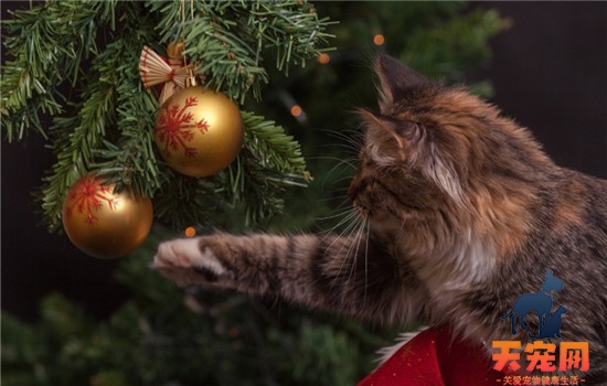 猫咪吃塑料袋多久排泄 猫咪不排泄的话怎么办