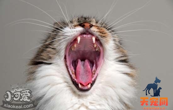 猫咪口腔怎么护理 猫咪口腔护理有什么注意事项
