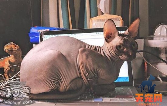 猫洗澡频率 猫咪科学洗澡指南