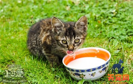 猫可食用的蔬菜 这四种蔬菜猫吃了有益无害