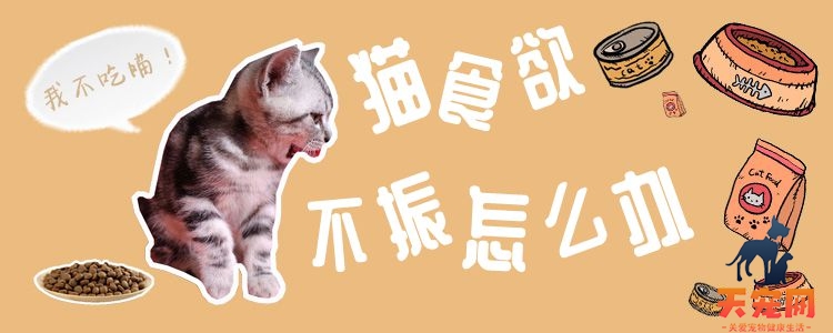 猫食欲不振怎么办