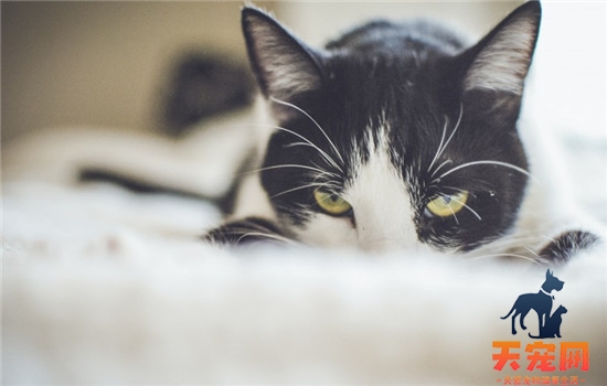 猫拉肚子怎么办 猫咪拉肚子的原因有哪些