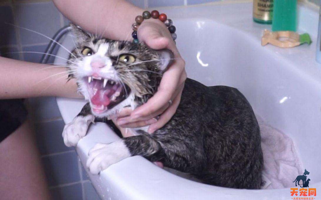 小猫几个月可以洗澡 小猫三个月可以洗澡