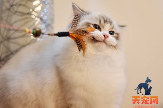 布偶猫一定要和人睡吗