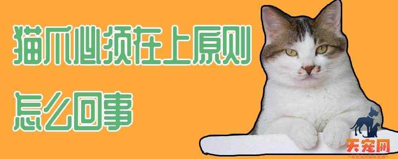 猫爪必须在上原则怎么回事