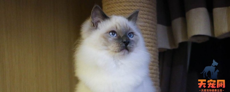 猫可以吃鱼吗 一定不要喂食生鱼记住了吗？