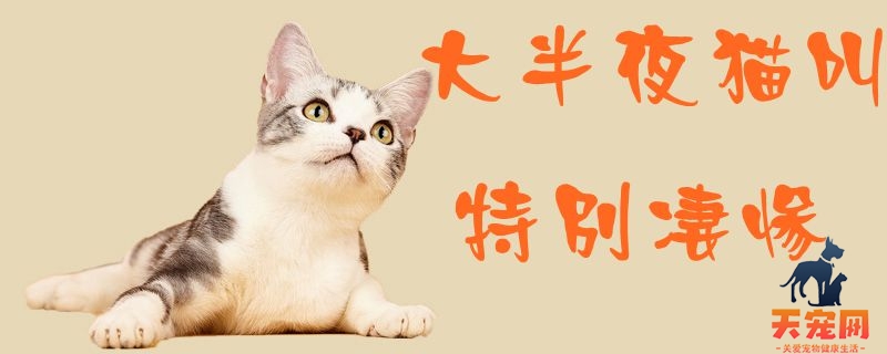 大半夜猫叫特别凄惨