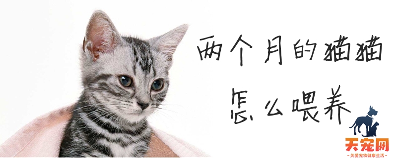 两个月的猫猫怎么喂养