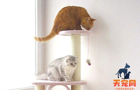 猫爬架可以代替猫窝吗