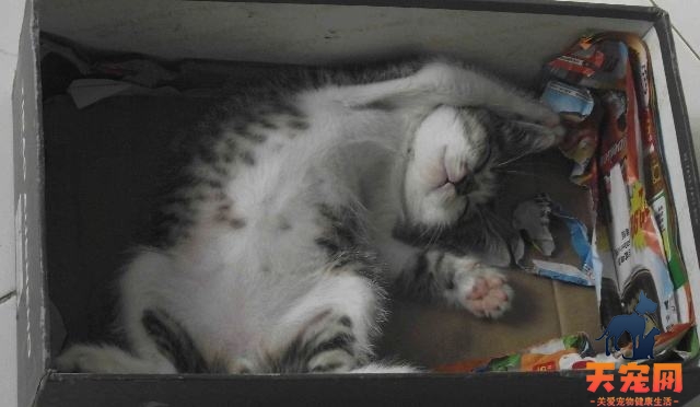 猫为什么喜欢鞋盒 保暖又减压