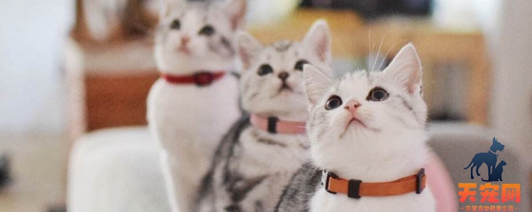 猫冬天可以在户外睡觉么 这都不知道还养什么猫