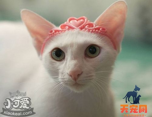 怎么给东方猫洗澡 东方猫洗澡步骤