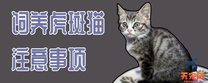 饲养虎斑猫注意事项