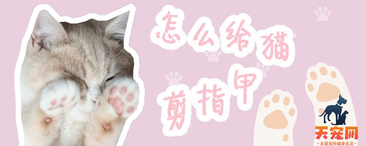 怎么给猫剪指甲