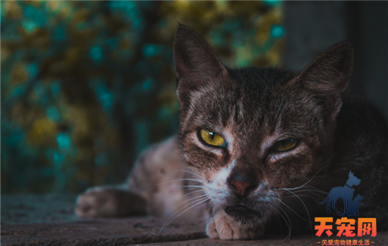 猫咪毛球症是什么病 毛球症的危害你知道吗