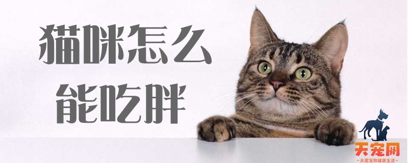 猫咪怎么能吃胖