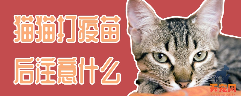 猫猫打疫苗后注意什么