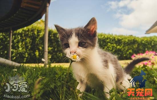 猫中暑的症状 猫咪中暑的表现和预防