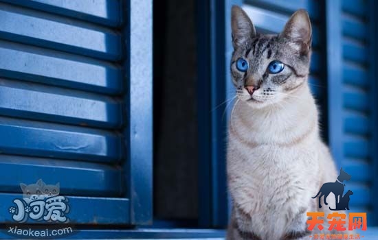 猫驱虫的注意事项 给猫咪驱虫是必要的工作