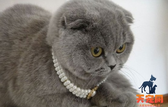 猫咪眼睛分泌物增多流眼泪怎么办 不明白就及时就医吧！