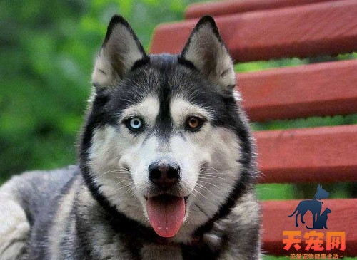 哈士奇和金毛哪个贵