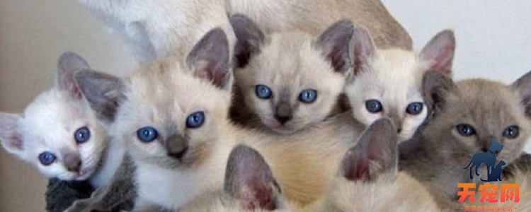 大猫给小猫舔毛是代表接受它了吗