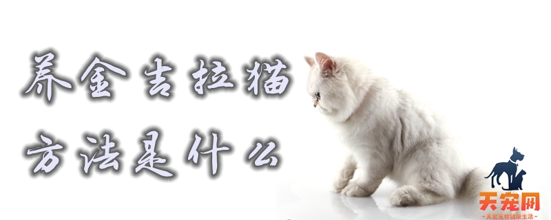 养金吉拉猫的方法是什么