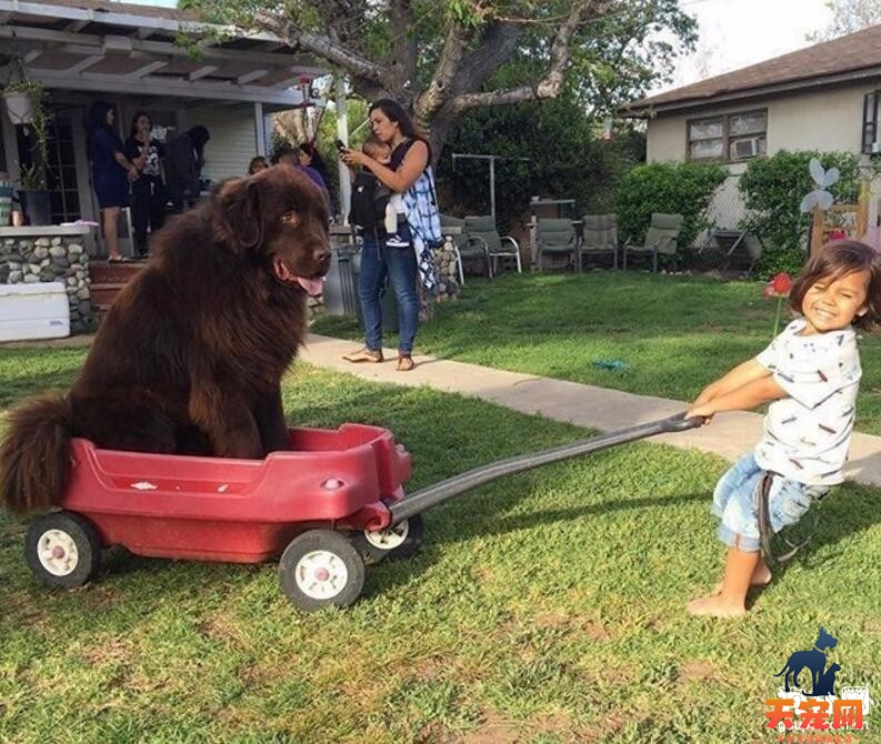 纽芬兰犬粘人吗，纽芬兰犬粘人程度