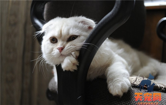 猫砂盆放哪里好 猫砂盆需要多久进行一次清理