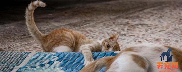 猫冬天需要盖被子吗 低于多少度需要盖？猫冬天需要盖被子吗 低于多少度需要盖？