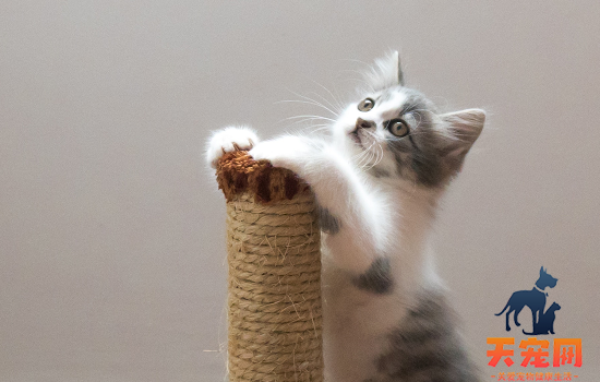 成年猫一天吃多少猫粮 成年猫一天吃多少猫粮合适