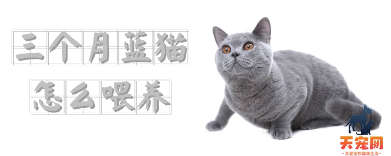 三个月蓝猫怎么喂养