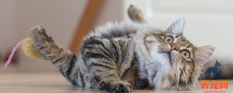 猫冬天耐寒多少度 什么时候需要做保暖措施？