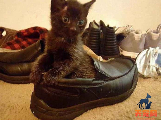 猫为什么对我的鞋又舔又蹭 猫咪非常喜欢你