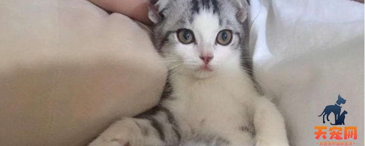 猫咪突然到处乱尿 这三种情况都需要考虑一下！