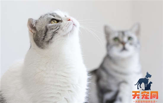 猫咪益生菌有什么作用 猫咪益生菌常见的作用