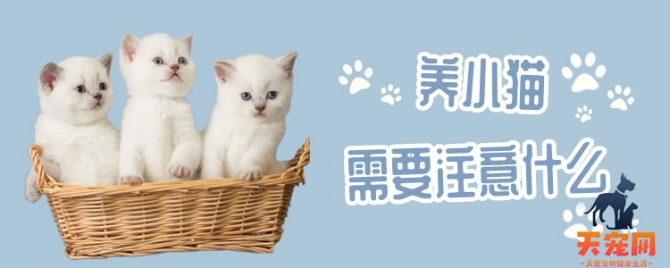 养小猫需要注意什么