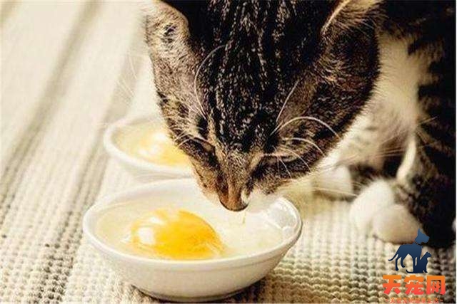 2个月小猫能吃鸡蛋黄吗 2个月小猫能吃鸡蛋黄会怎么样