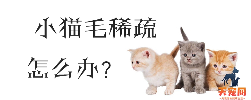 小猫毛稀疏怎么办