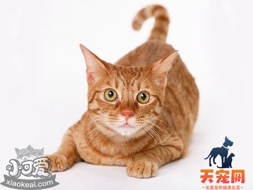 非洲狮子猫怎么养 非洲狮子猫饲养手册